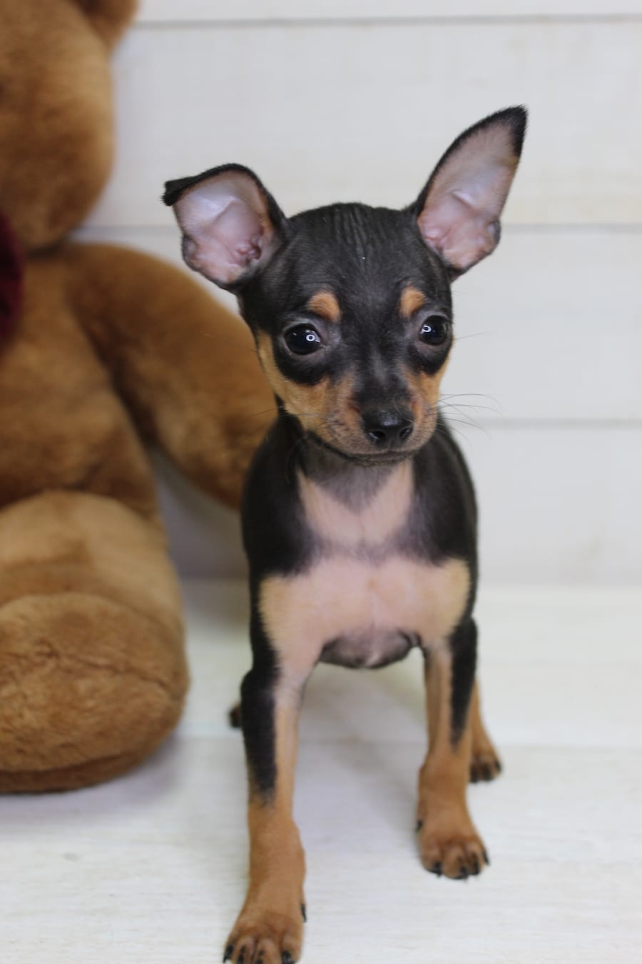 Mini Pinscher