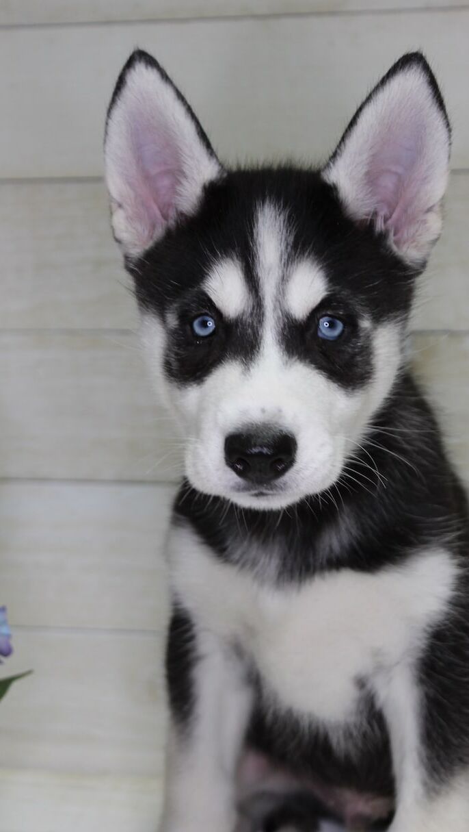 Siberian Husky