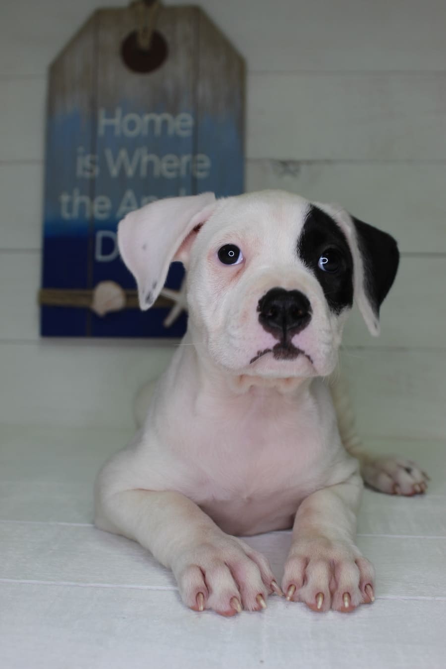 American Bulldog