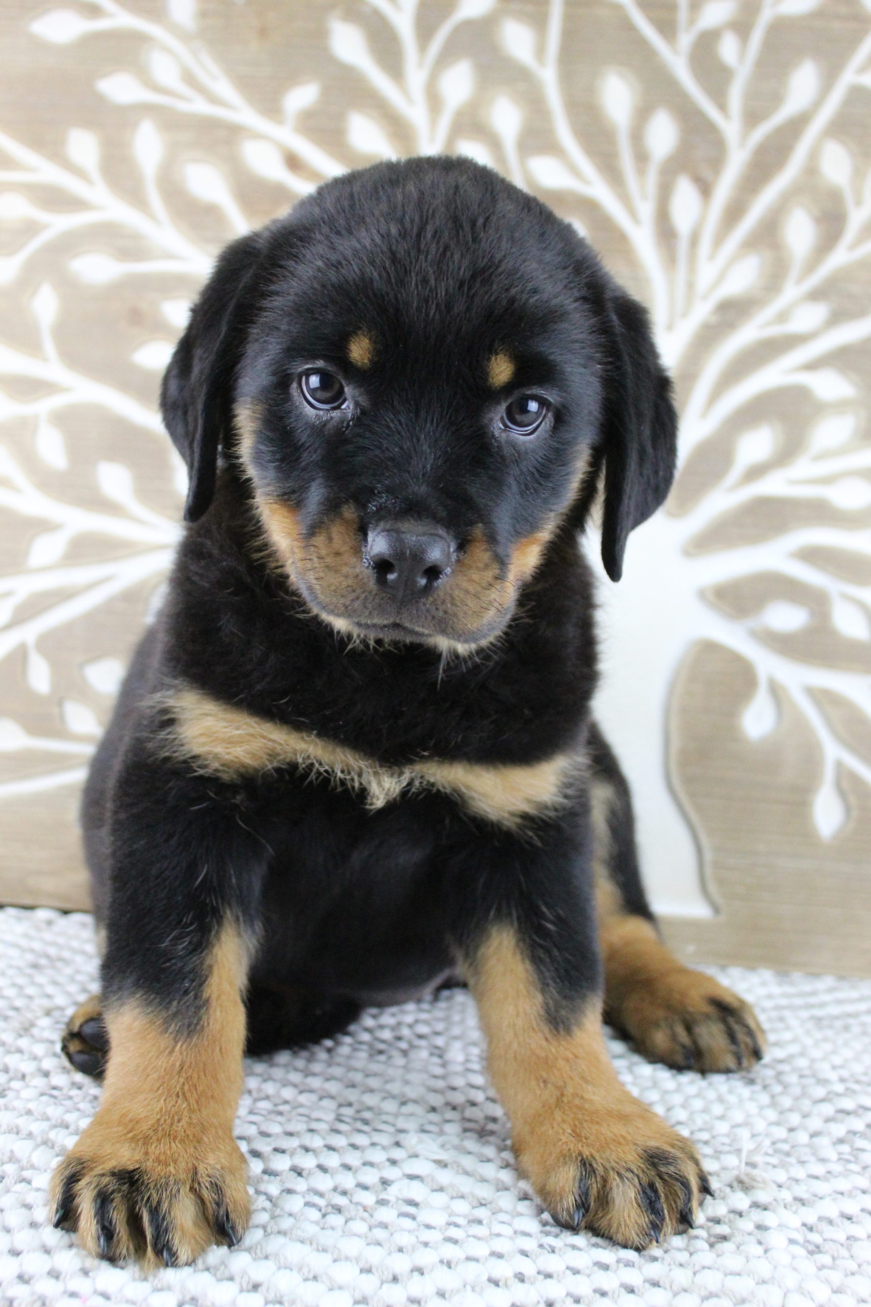 Rottweiler