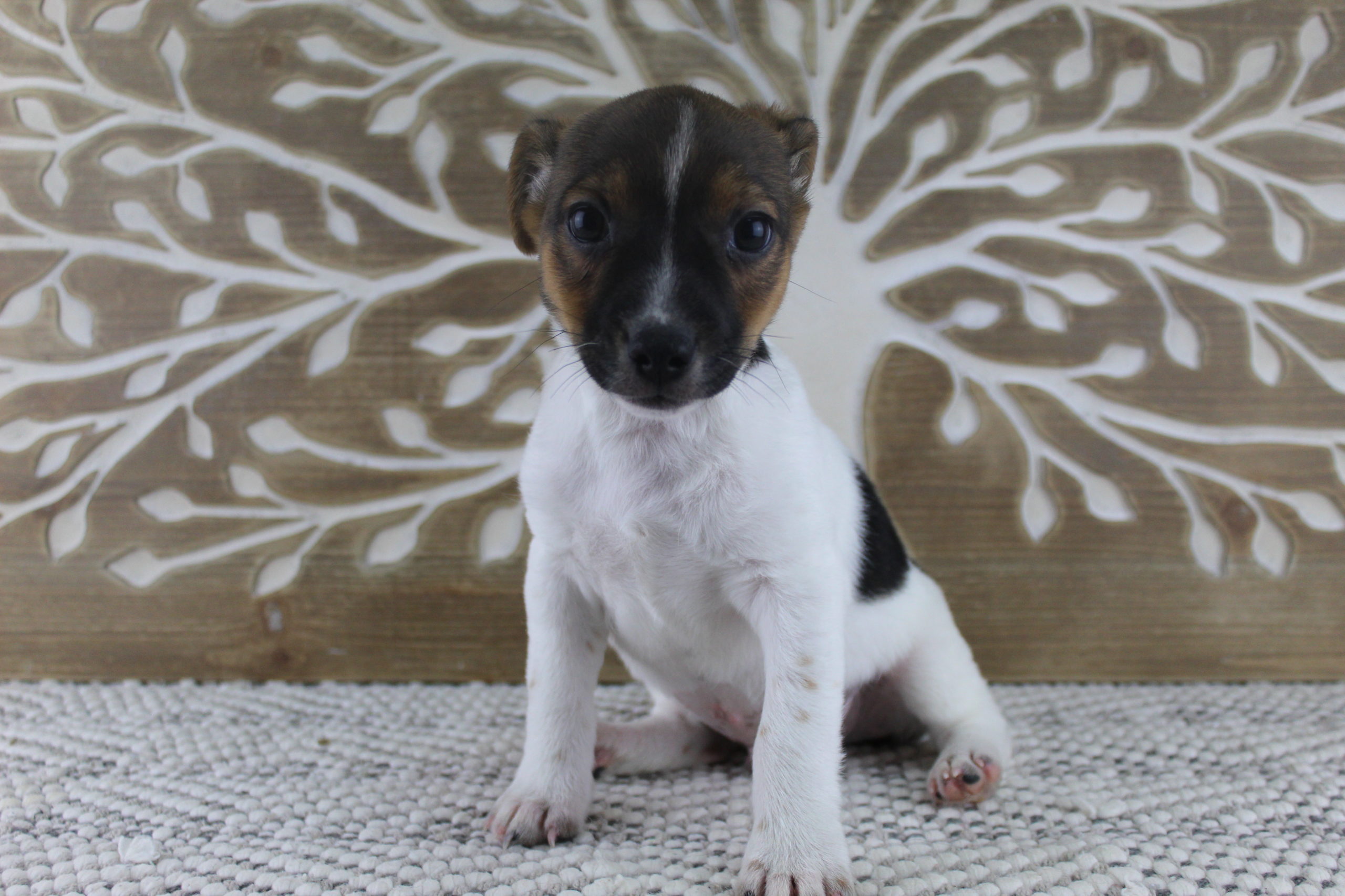 Jack Russell Terrier