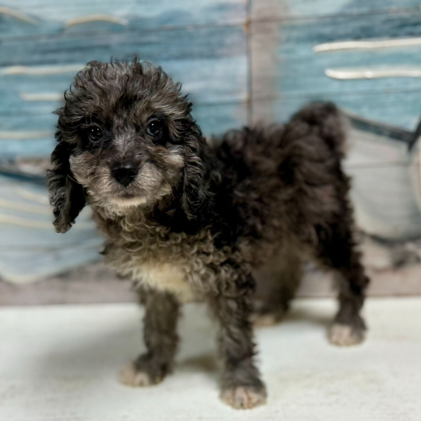 Find Cockapoo Puppies Puppies Pete