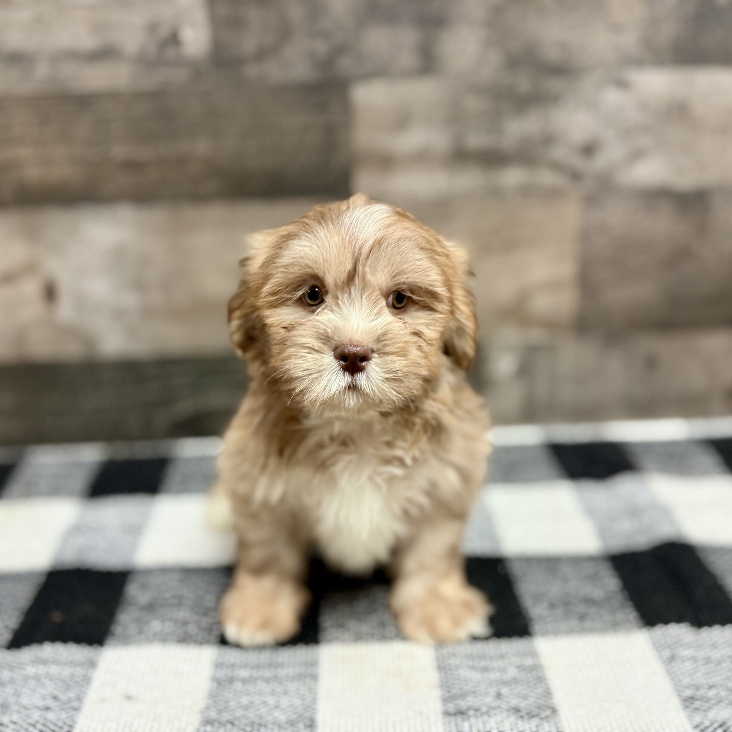 Adopt Bruce Male Lhasa Apso Puppy | Puppies St. Pete