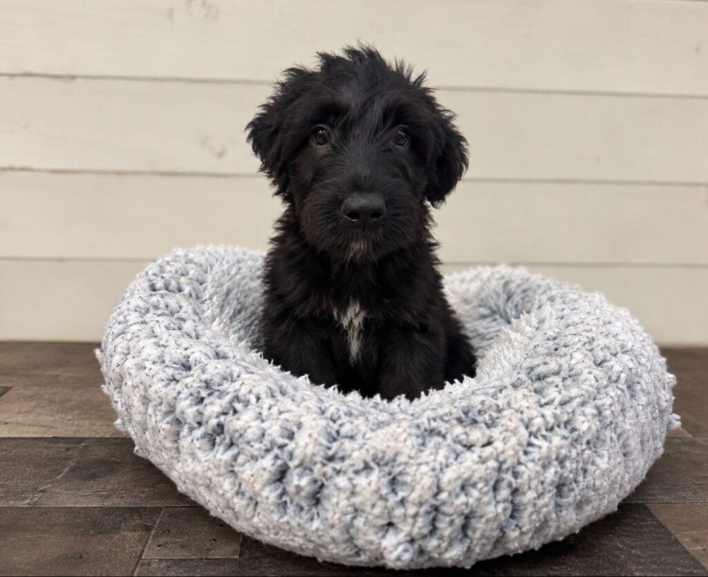 Female Goldendoodle, black, born August 13, 2026. Photos coming soon! Call 727-216-6110 or visit us at 8240 Ulmerton Rd, Largo to meet her.