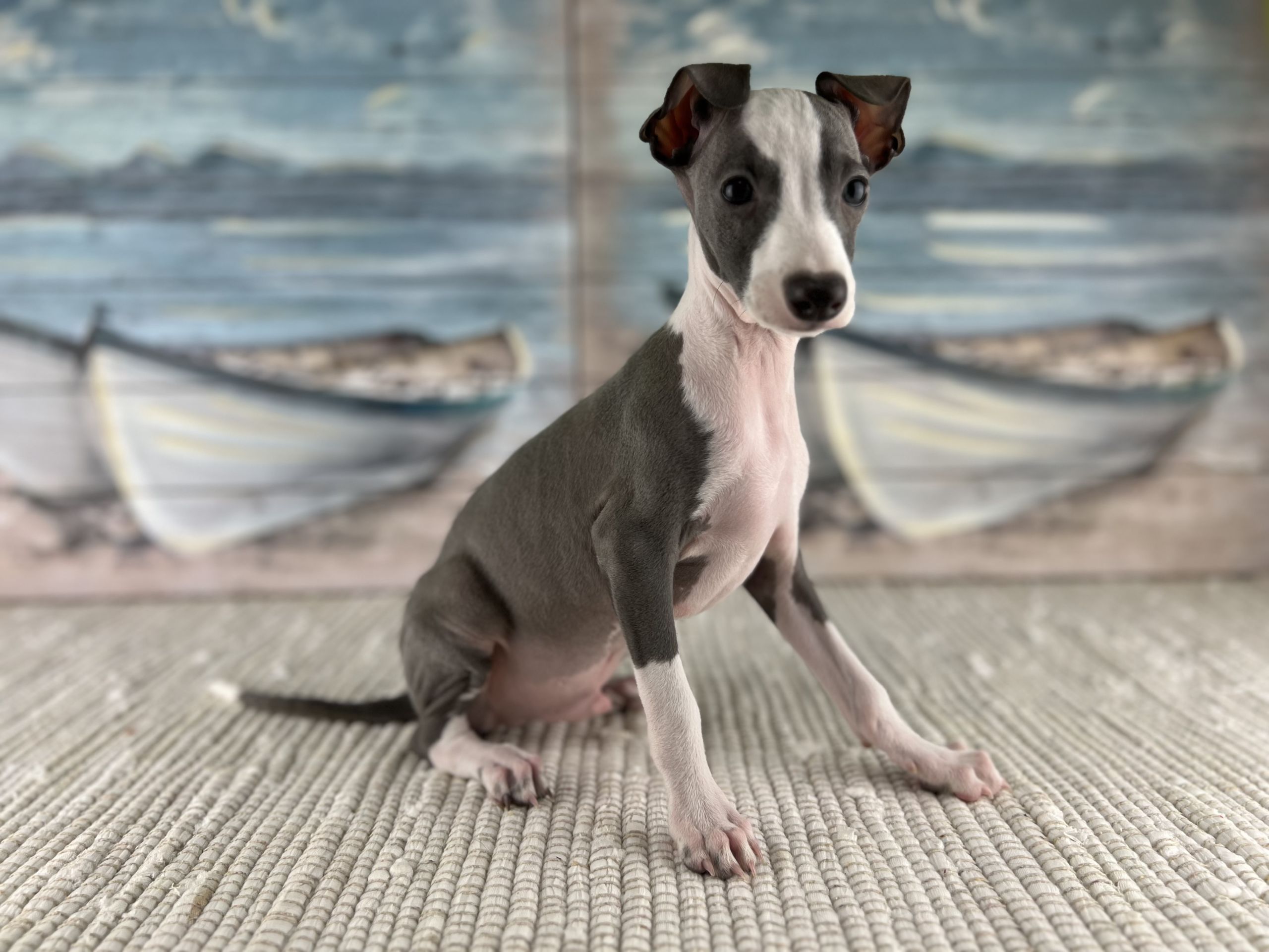 Italian Greyhound