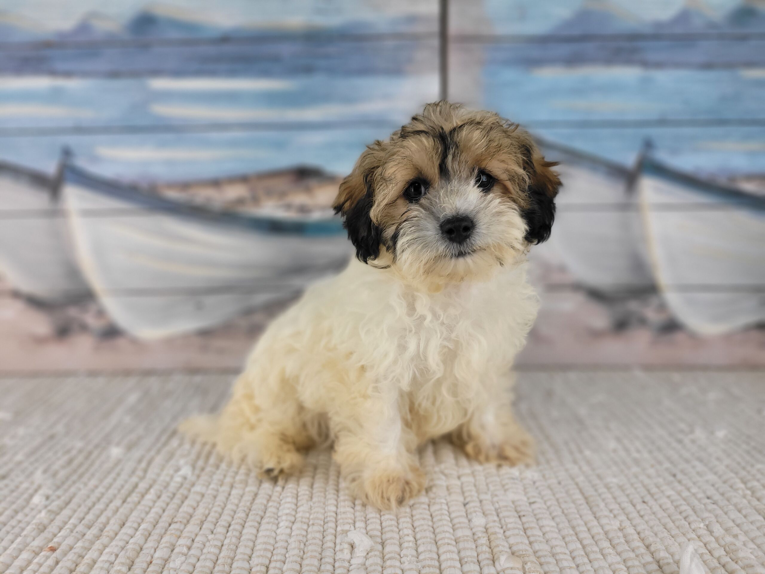 Havanese