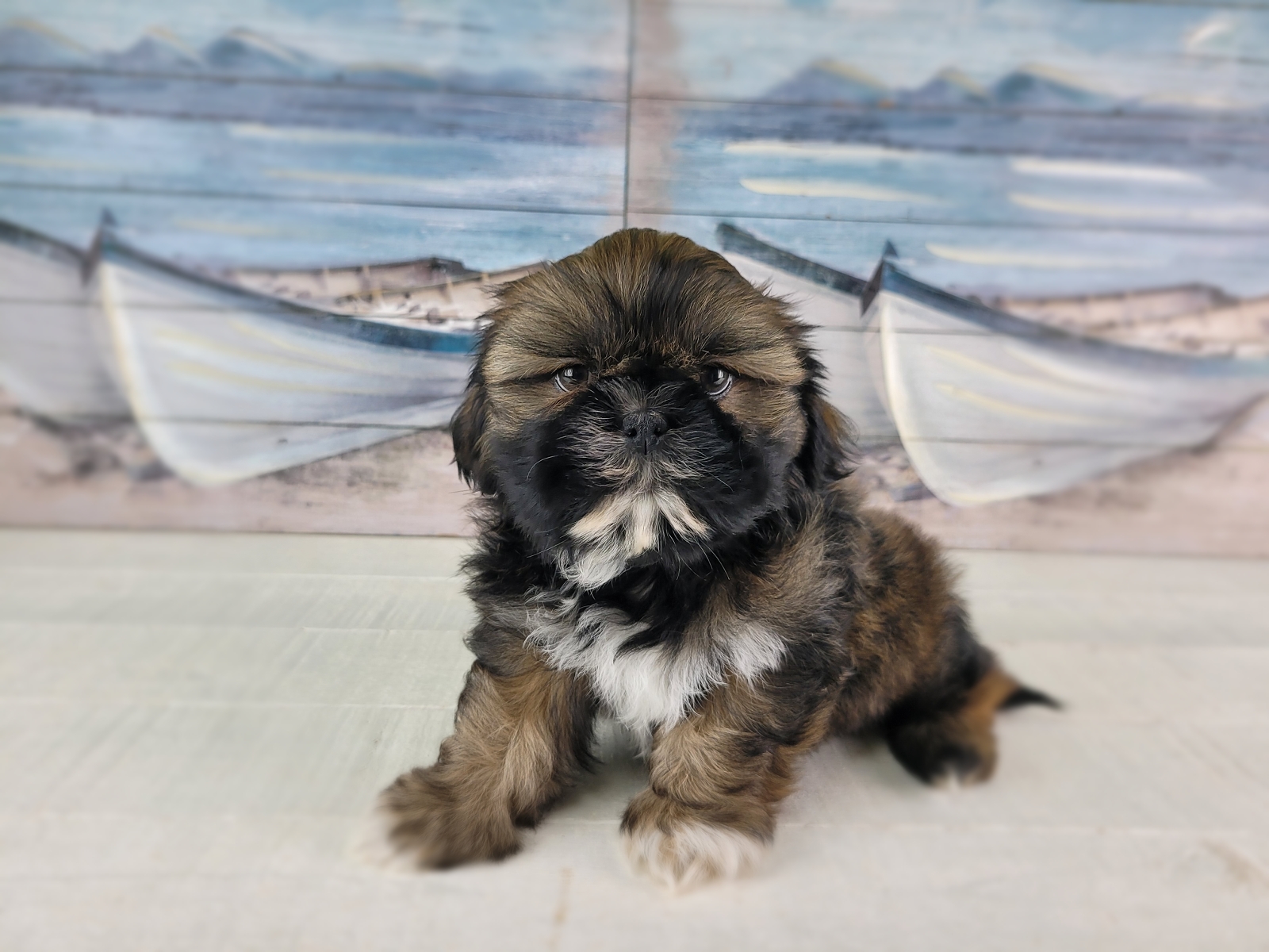 Shih Tzu