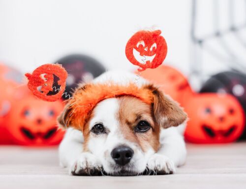 Spooky Season Training: 8 Common Puppy Fears Every Pet Parent Can Conquer
