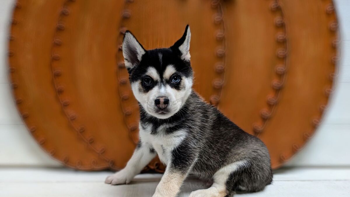 Alaskan Klee Kai Dog Husky That Stays Small Forever Kai Puppies