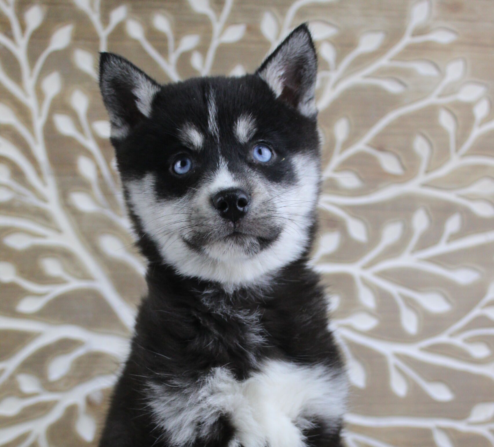 Alaskan Klee Kai