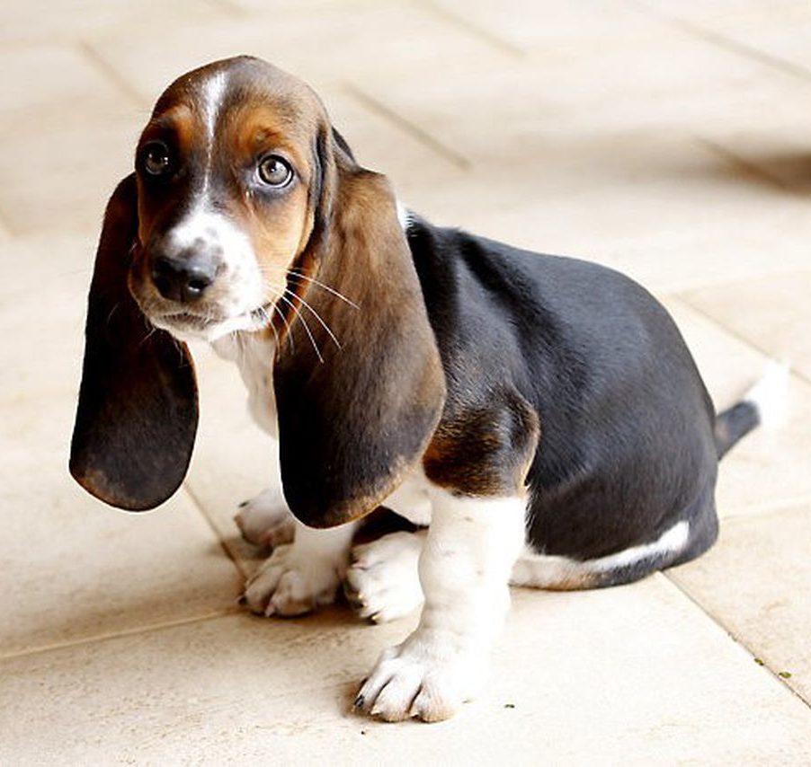 Basset Hound