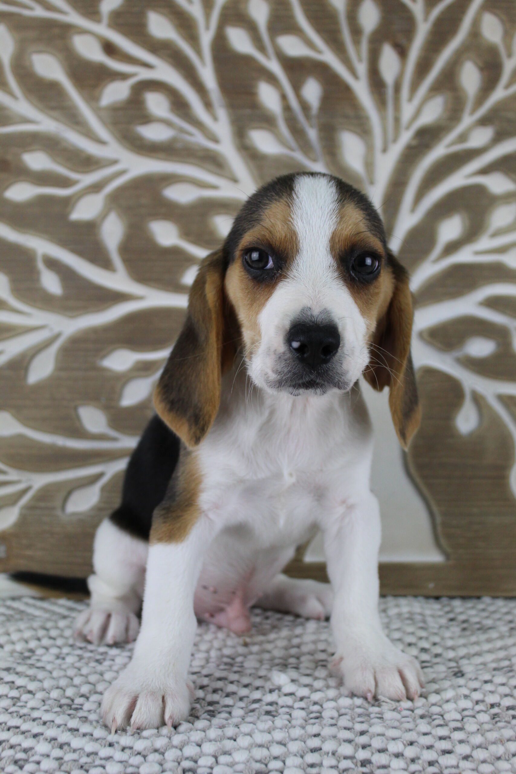 Beagle