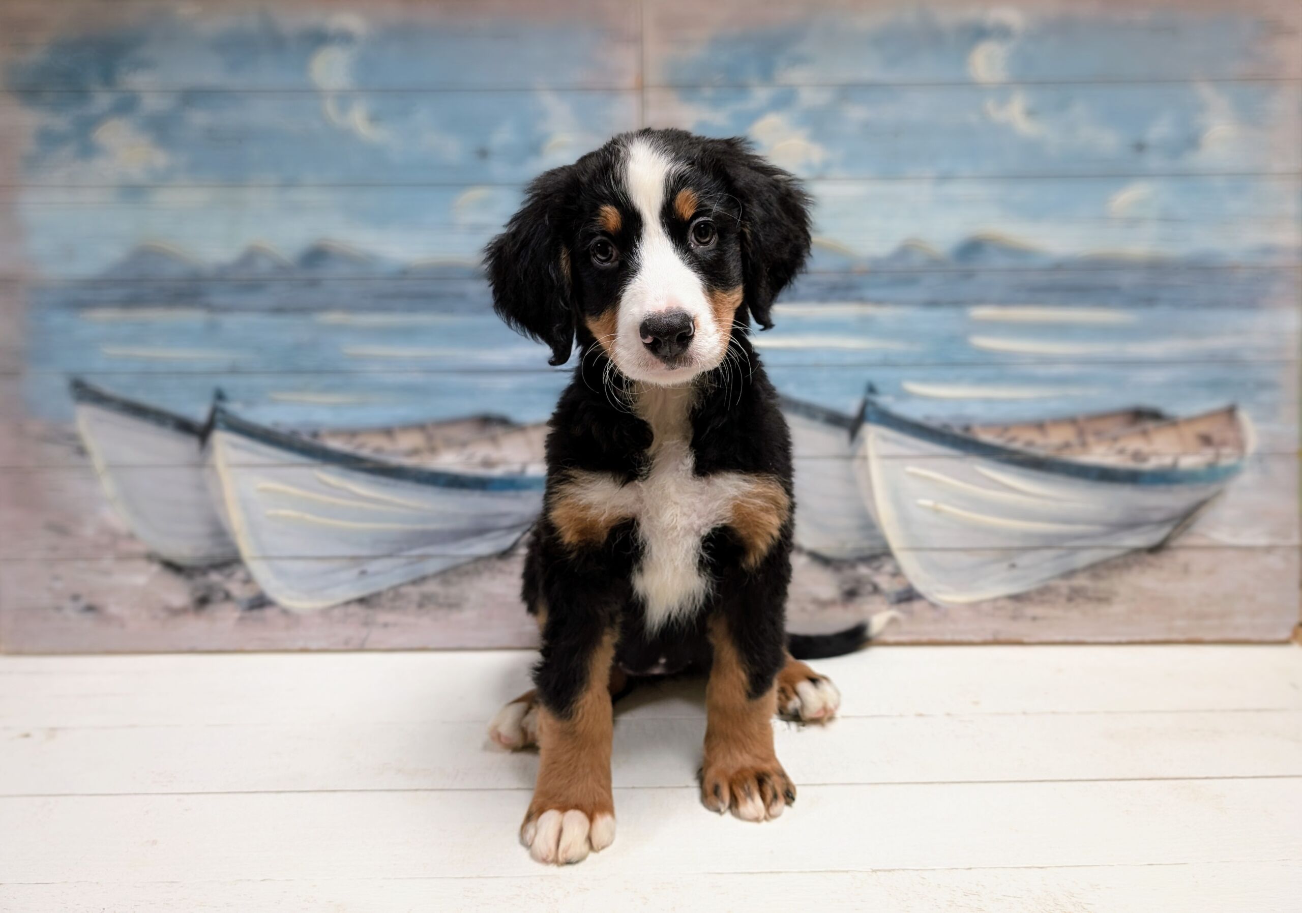 Bernese Mountain Dog