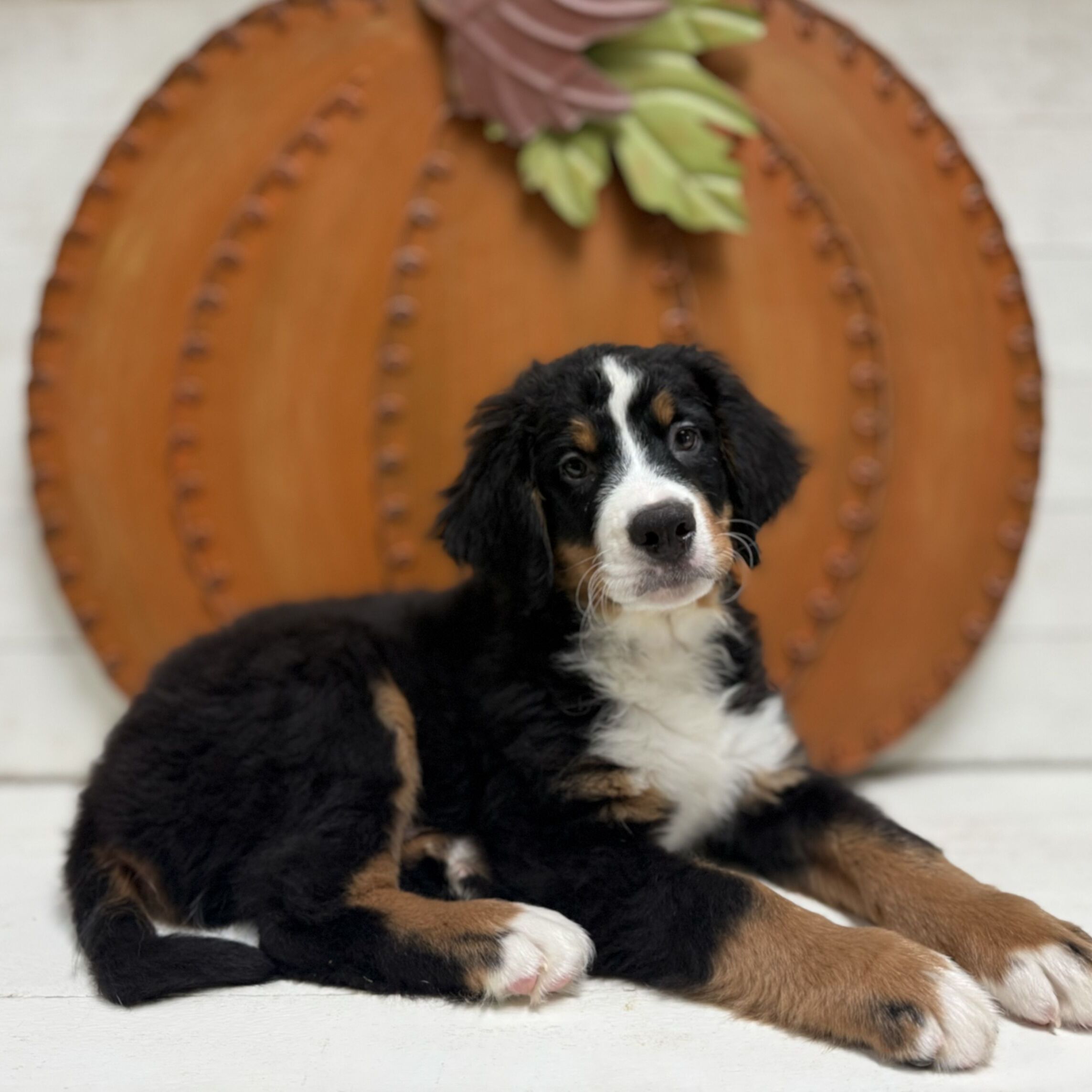 Find Bernese Mountain Dog Puppies Puppies Pete