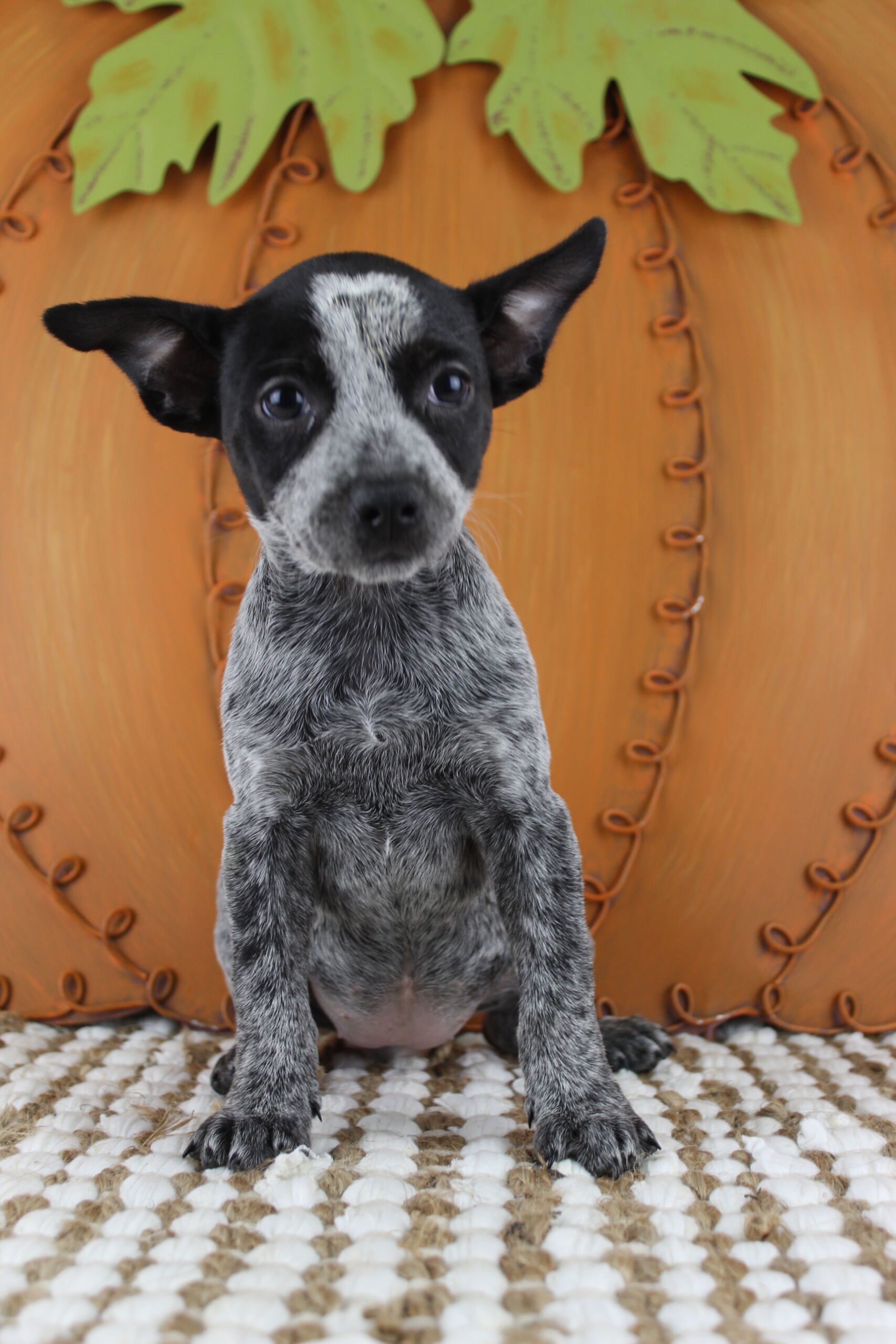 Blue Heeler