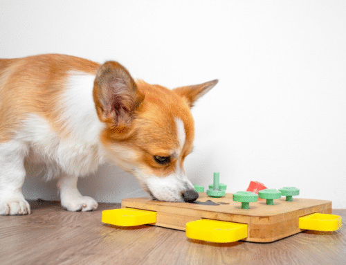 Canine Enrichment & Mental Stimulation: Why It Matters For Your Pup