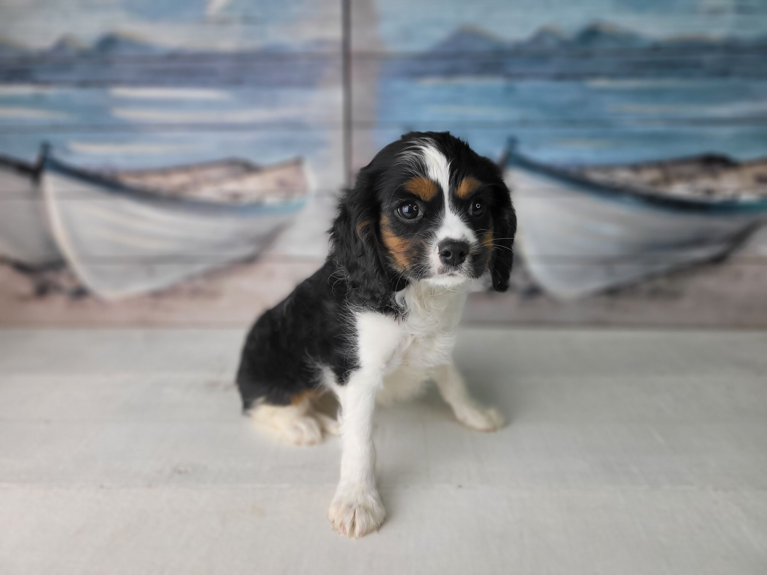 Cavalier King Charles