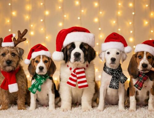 Which Christmas Movie Puppy Matches Your Personality? Take the Quiz!