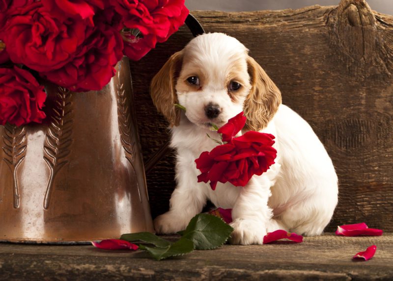 cocker spaniel puppies for sale