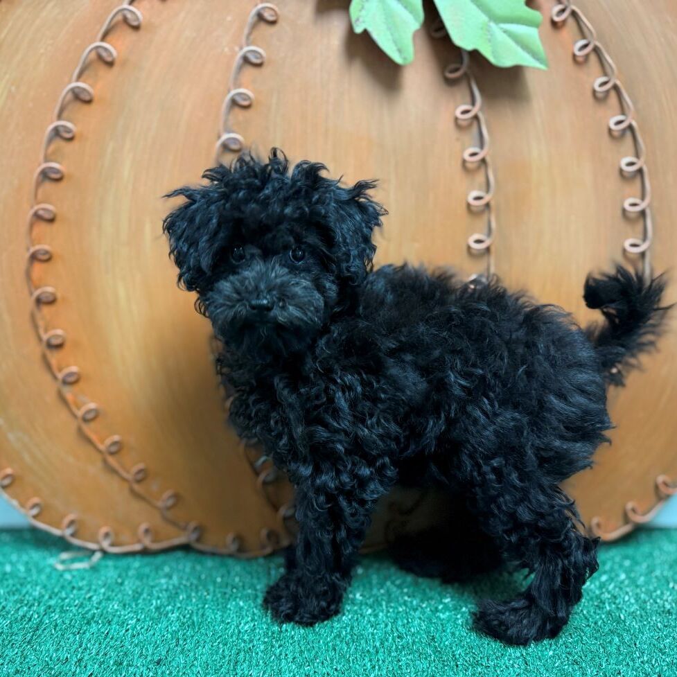 Find Coton Poo Puppies Puppies Pete