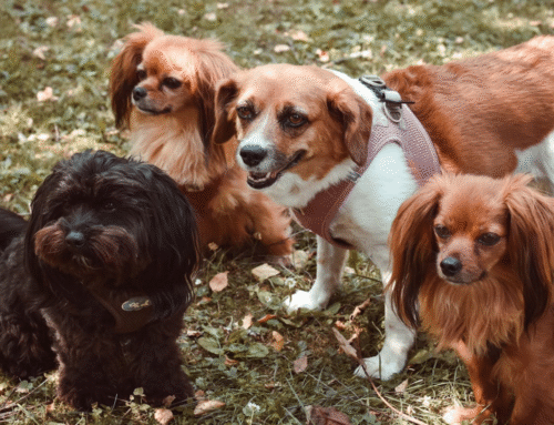 Which Dog Breeds Are Easiest to Train?