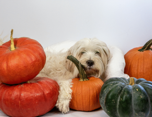 From Plaid to Pumpkins: A Guide to Fall Fashion for Pups