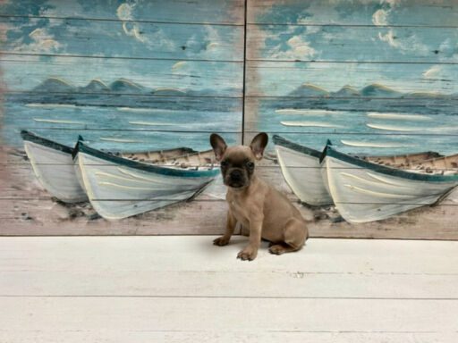 french bulldog puppy