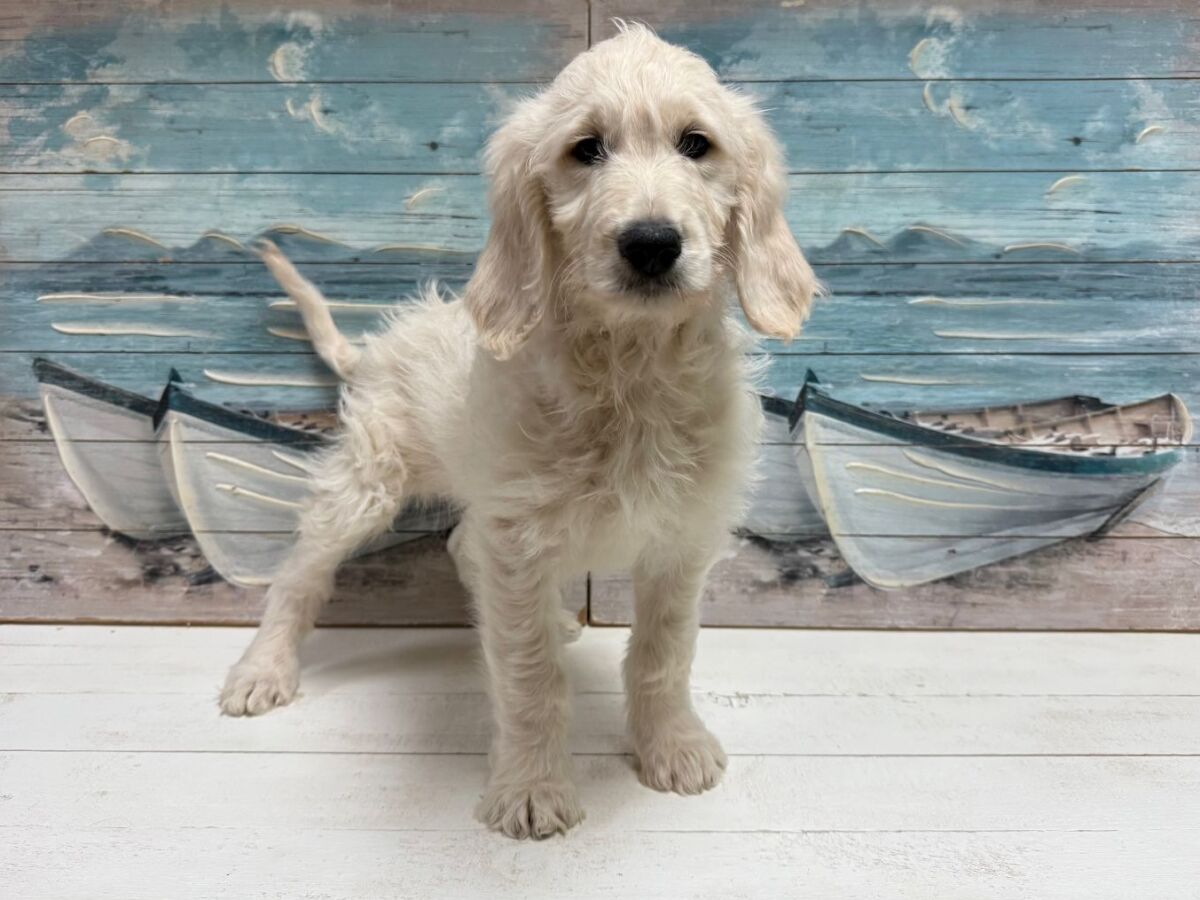 Improper Coat Goldendoodle Fur Types Buy Groodle Coat Types Store