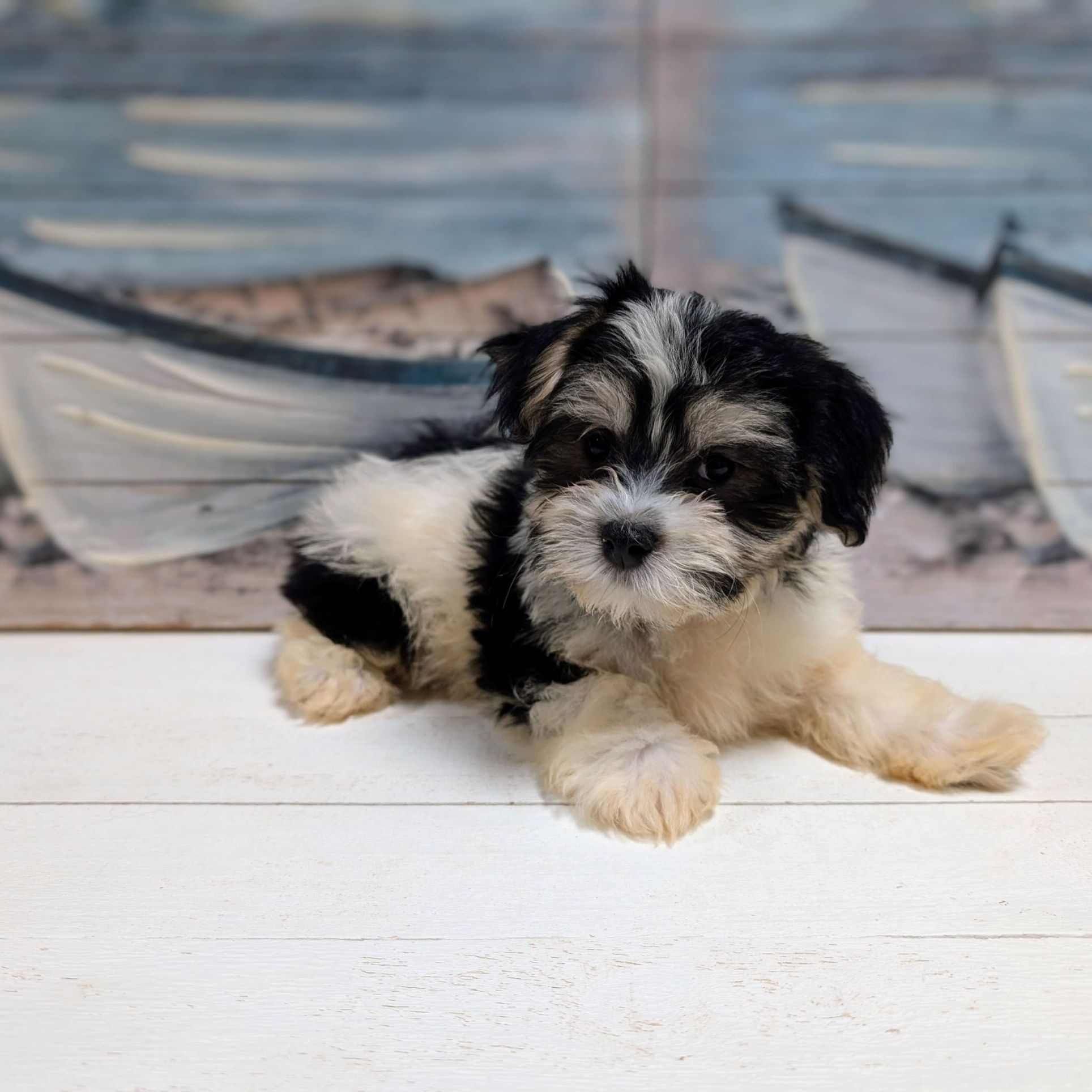 Maltese Yorkie Mix Havanese Yorkie Puppies For Sale Morkie Maltese