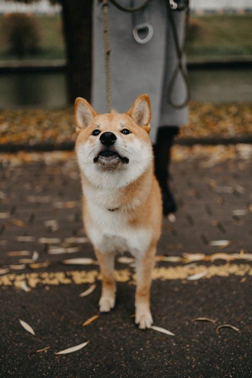 shiba inu dog