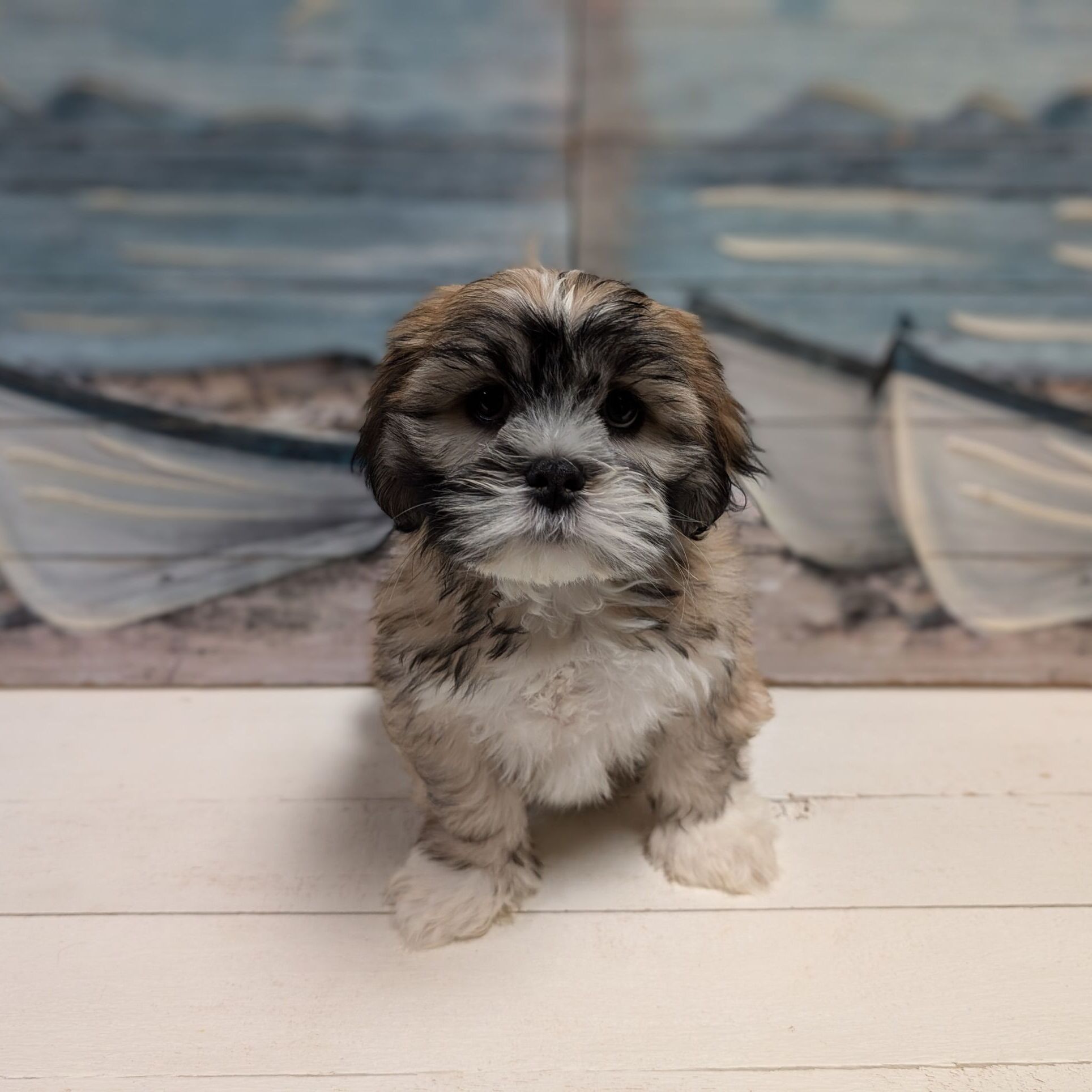 Lhasa Apso And Shih Tzu Mix Breed Cheap Lhasa Apso And Shih Tzu - Main Image