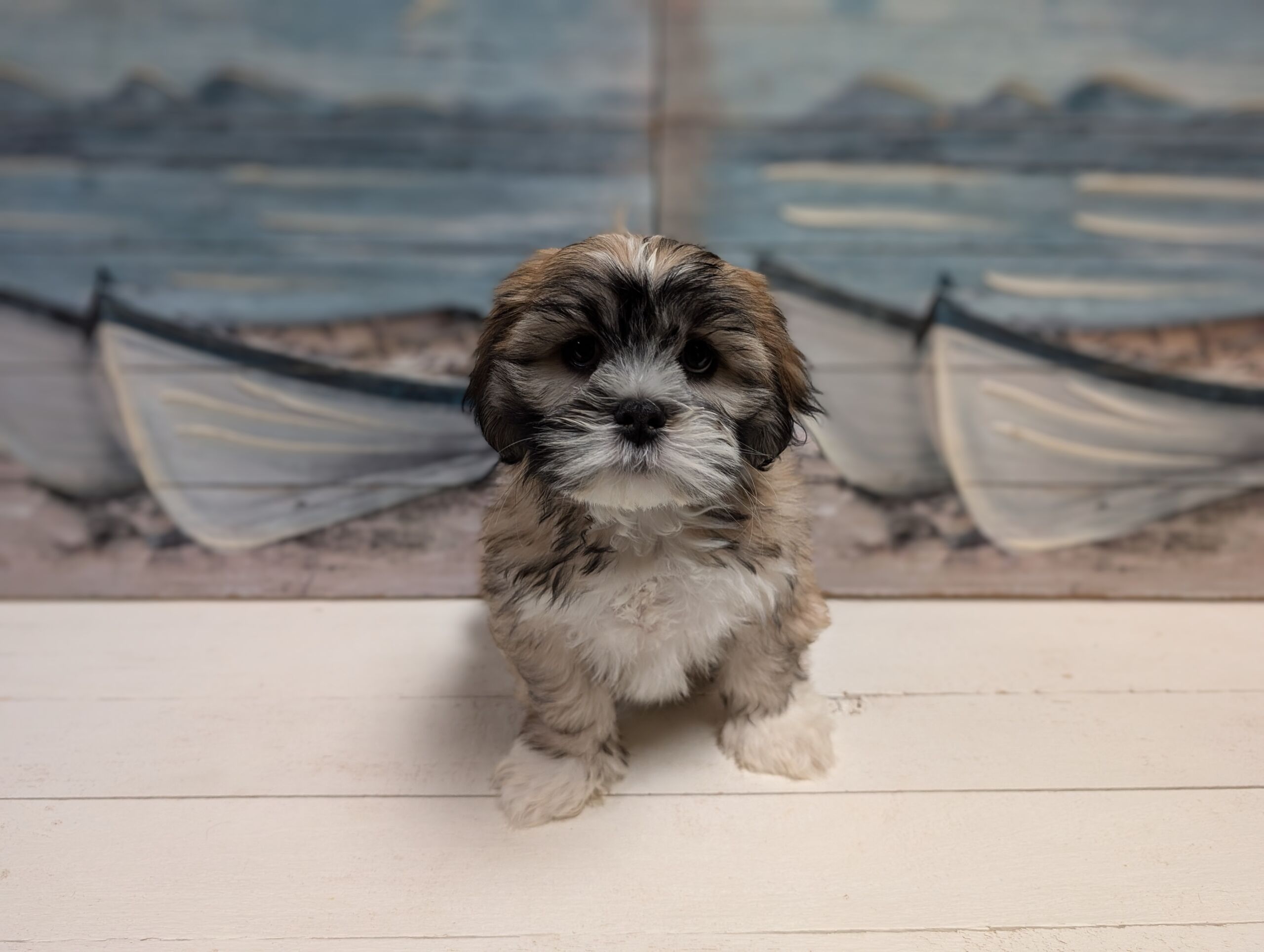 Lhasa Apso