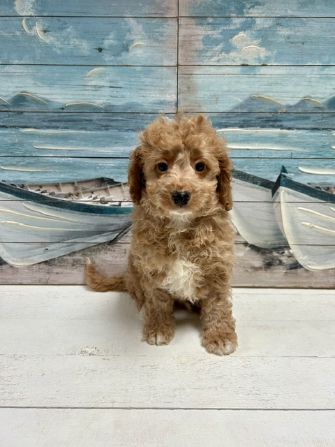 Mini Goldendoodle