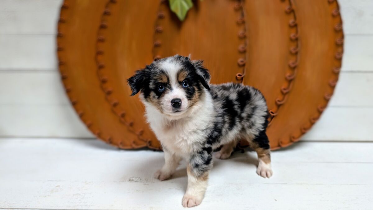 mini australian shepherd puppies near me