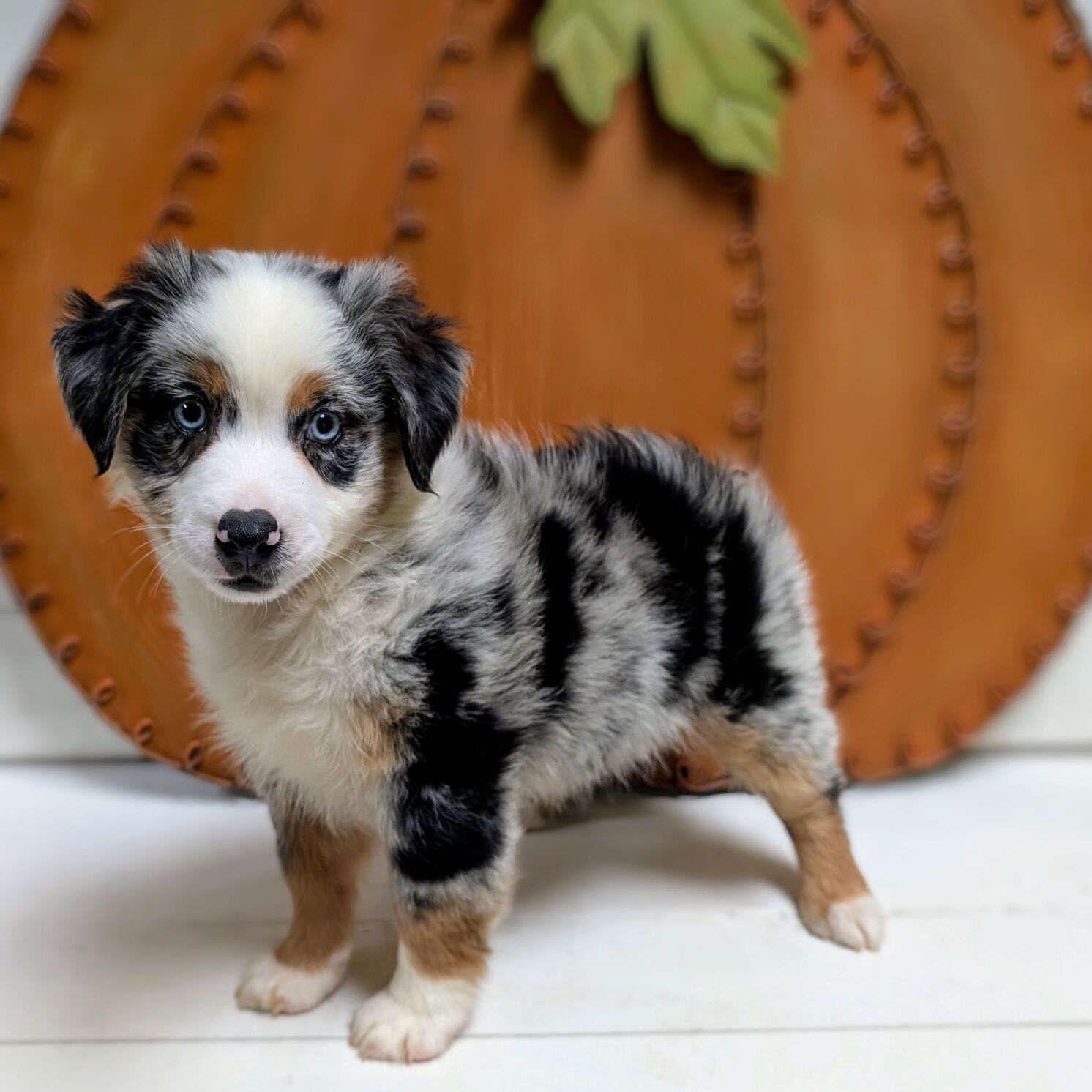 Shepherd Dogs Mini Aussie Puppies Craigslist Australian Shepherd