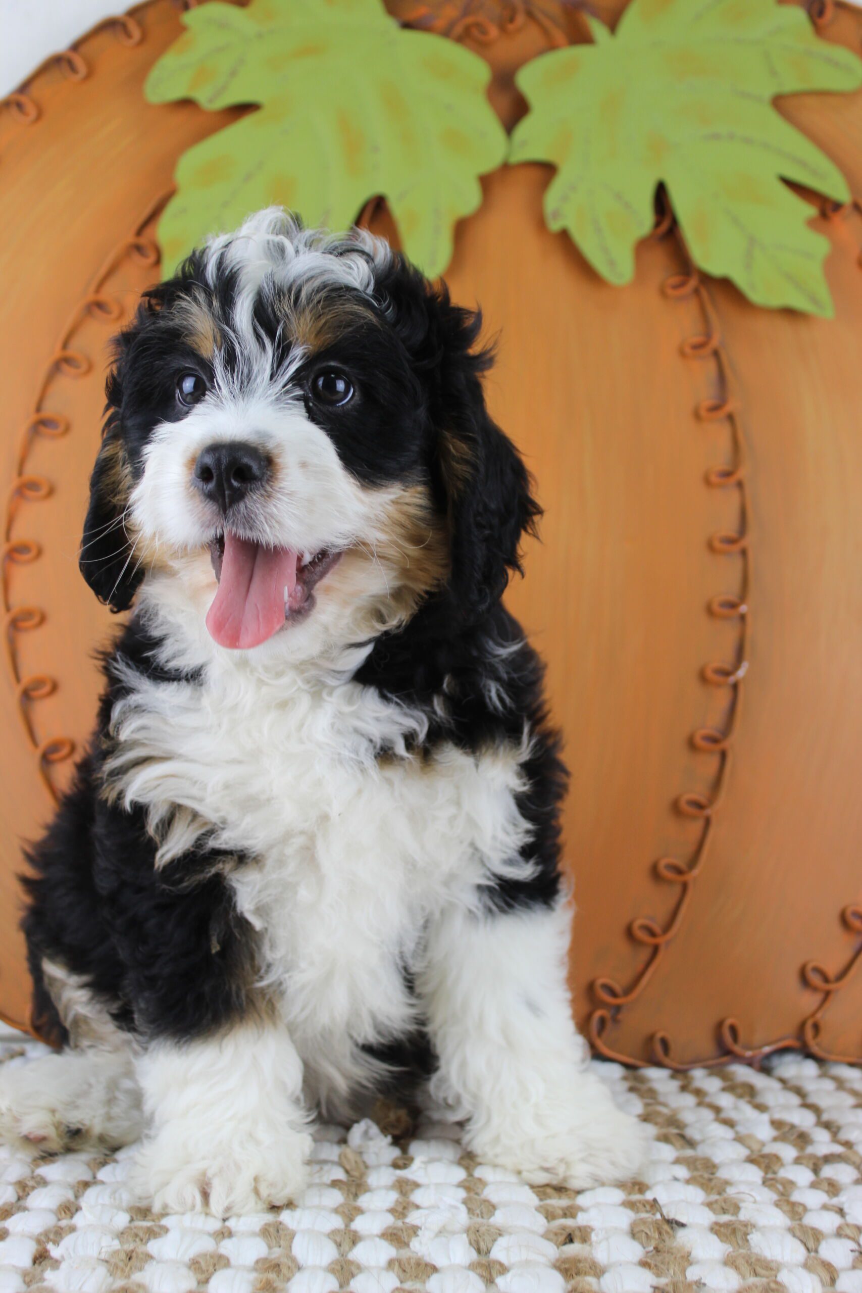 Mini Bernedoodle