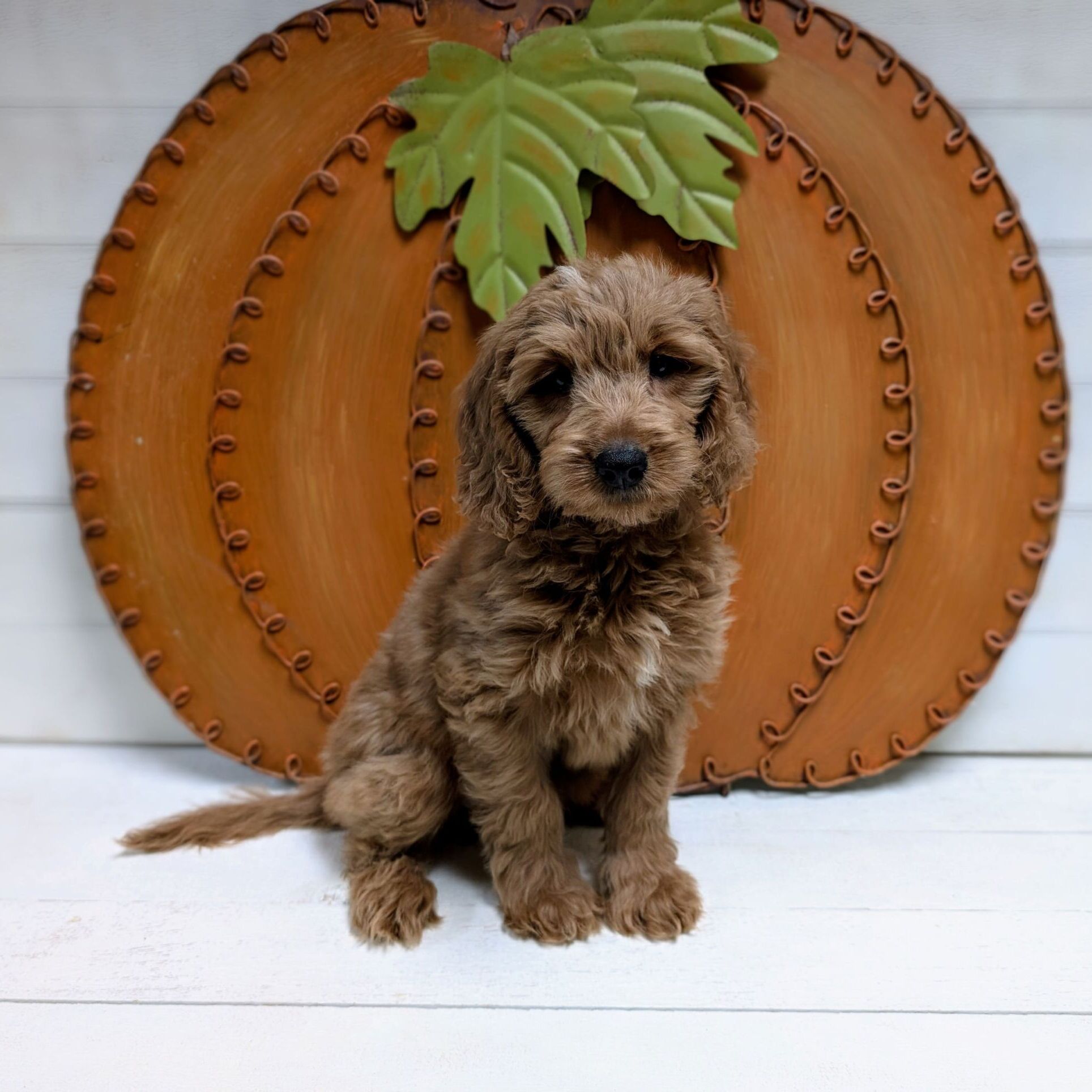 Toy Goldendoodle 40 Lb Mini Goldendoodle Find Mini