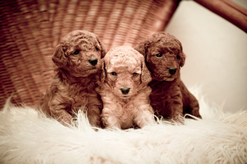 Miniature poodle puppies dog breeds