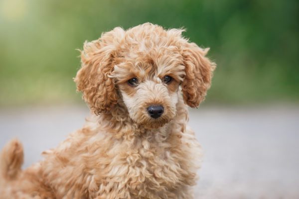 poodle breeders and backyard breeders