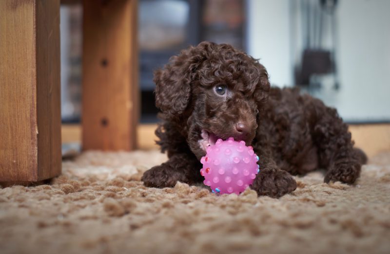 Toy poodle and teacup poodles are often found on sale listings