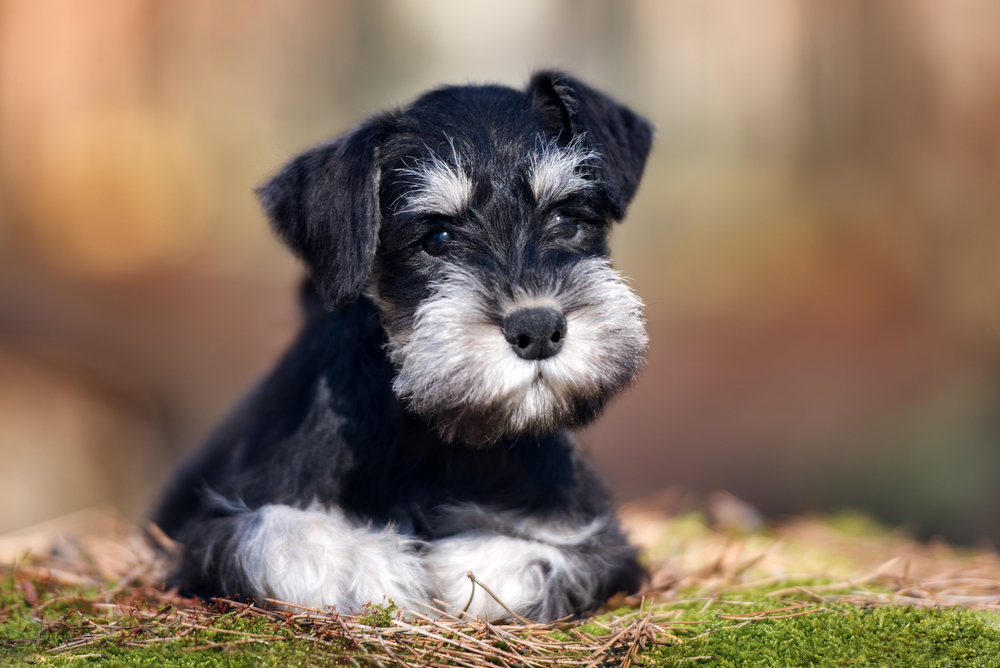 Miniature Schnauzer