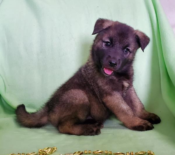 Norwegian Elkhound