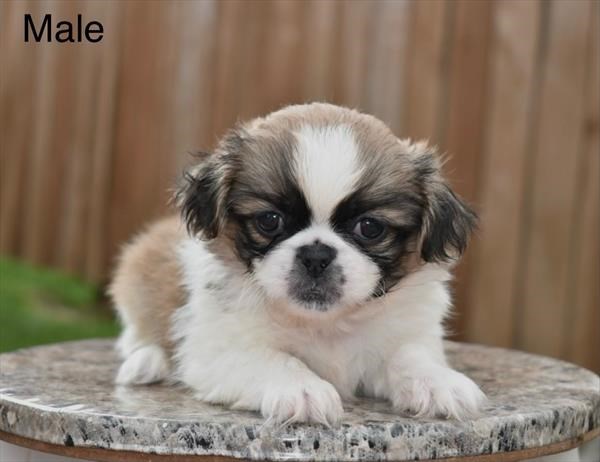 Pekingese