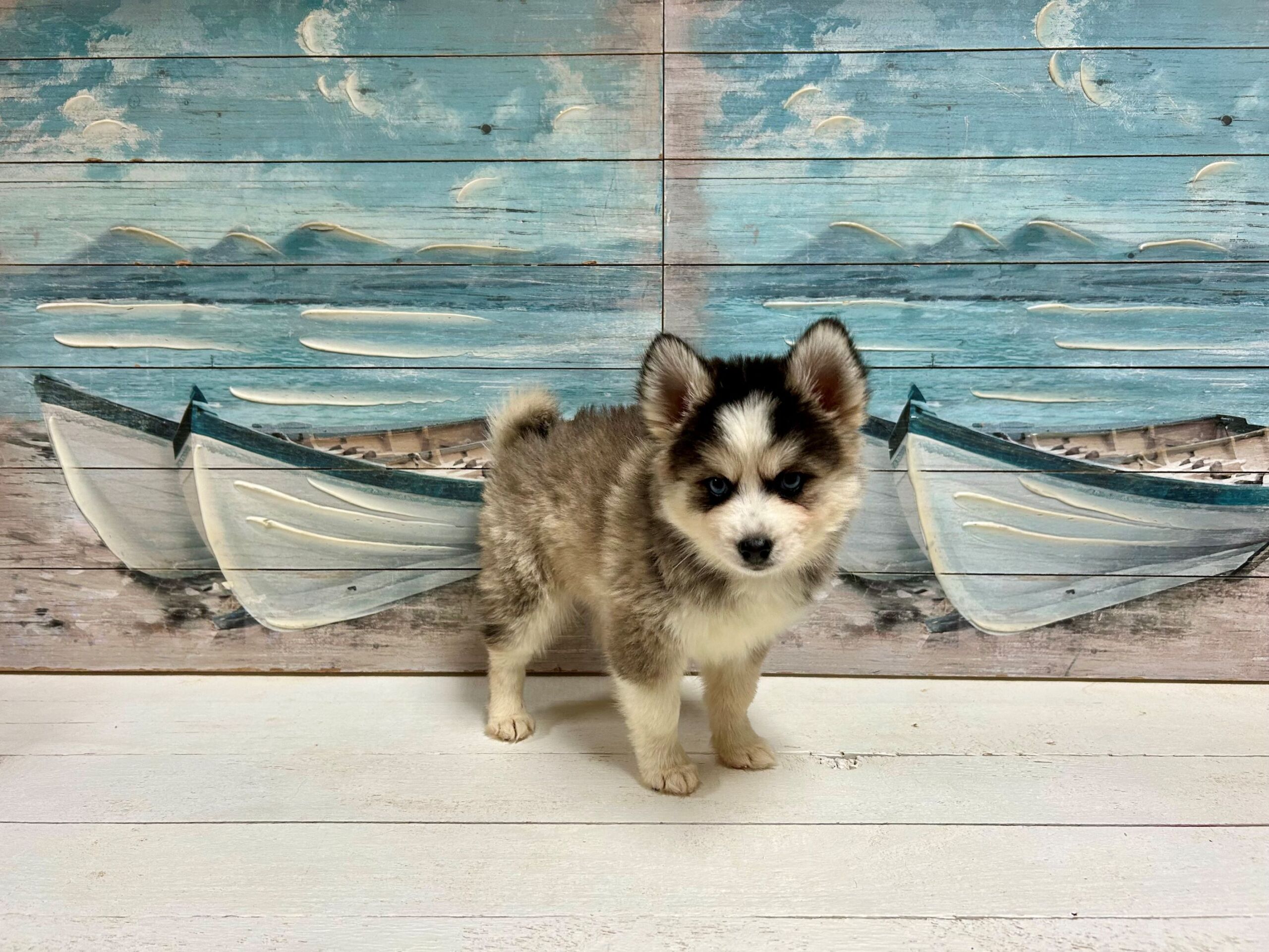 Pomsky