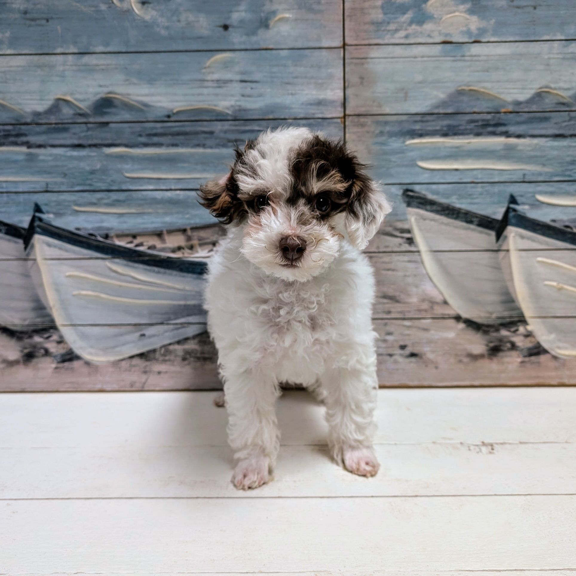 Smiling Poodle Smiling Poodle Portrait' Poster, Picture, Metal