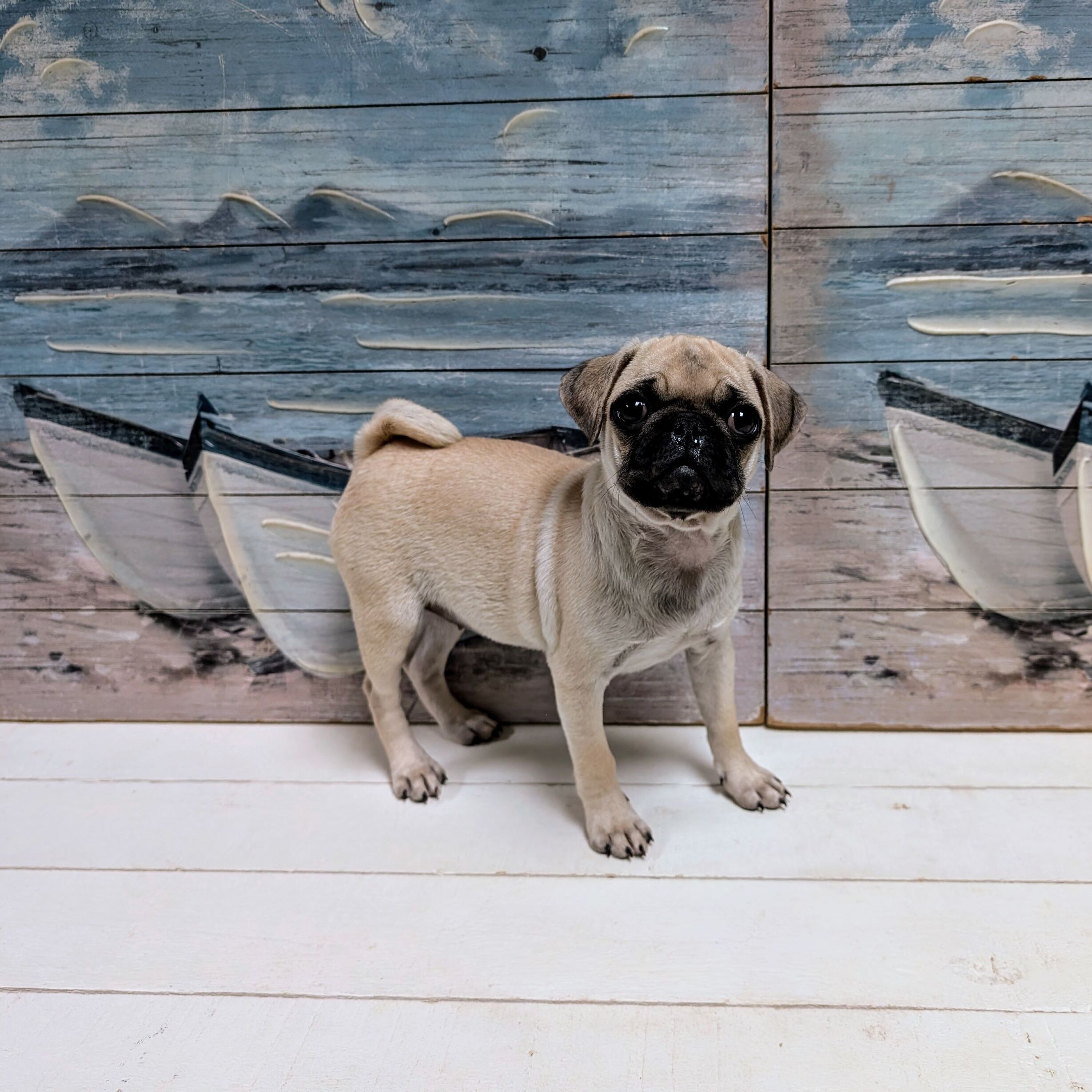 Adoption Puggle And Friends Rescue Marmite Cape Town Friends Of