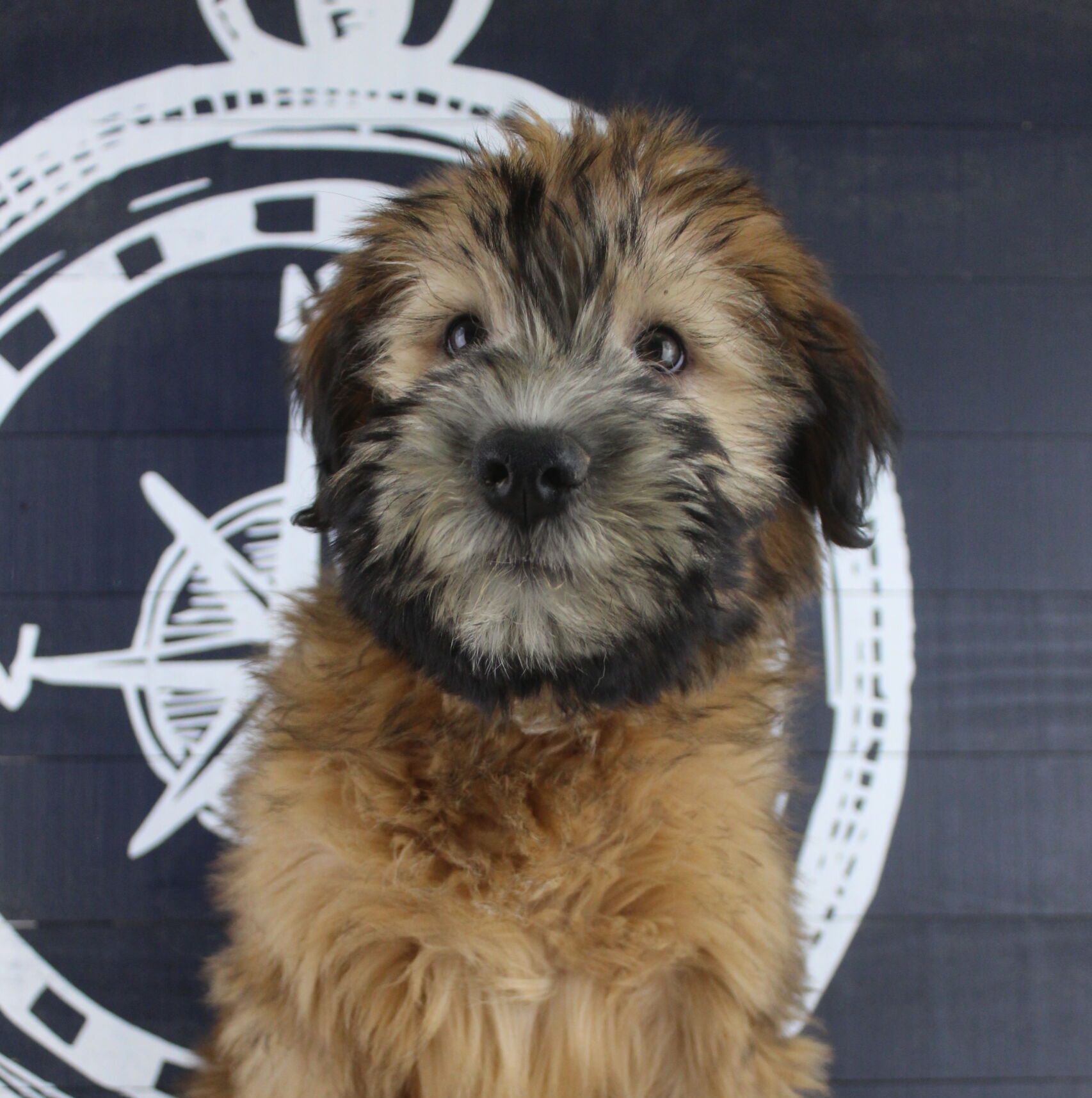 Soft Coated Wheaton Terrier