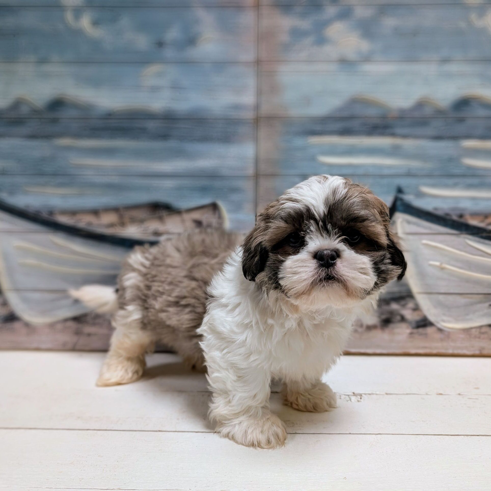 Find Shih Tzu Puppies Puppies Pete