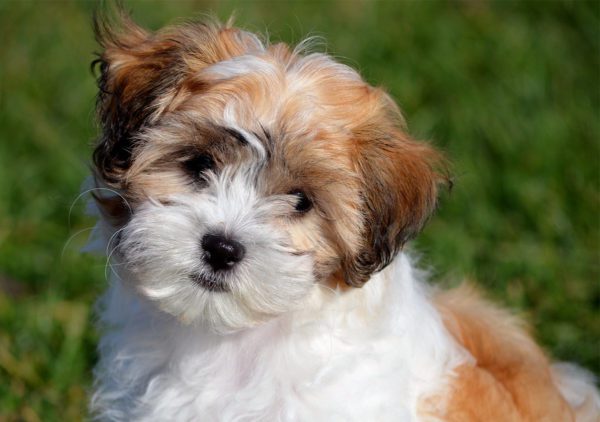 puppy for sale done through online advertising