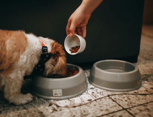 What Can Puppies Eat? Tasty Treats and Food to Avoid